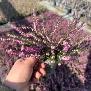 Ерика цикламена