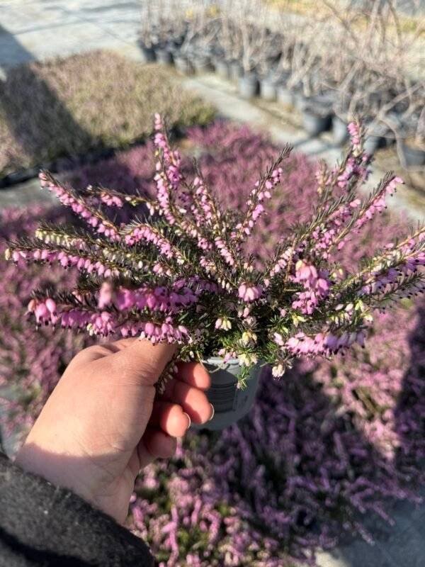 Ерика цикламена