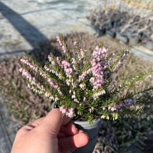 Ерика розова