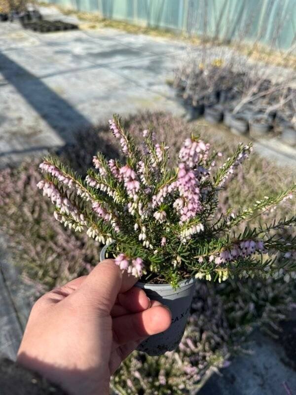 Ерика розова