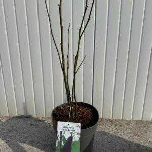 Магнолия Black Beauty 50см.