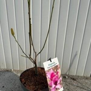 Магнолия Розова пирамида/ Magnolia Pink Pyramid