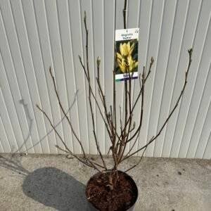 Жълта магнолия / Magnolia 'Daphne