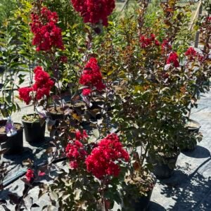 Индийски люляк Динамит/ Lagerstroemia indica Dynamite