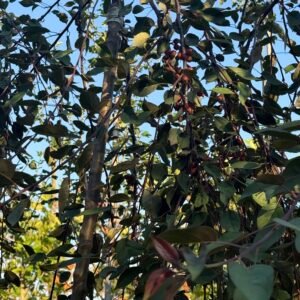Червенолистна плачеща ябълка/ Malus Royal Beauty