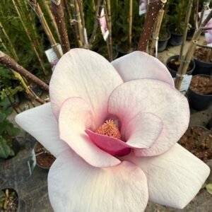 Магнолия Камео дърво/ Magnolia Cameo