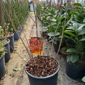 Индийски люляк Динамит/ Lagerstroemia indica Dynamite