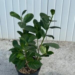 Prunus l. "Novita"/ Лавровишна Новита 60см