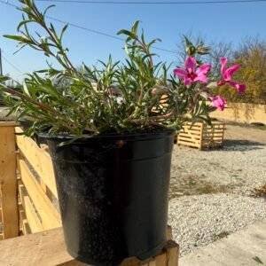 Π€Π»ΠΎΠΊΡ ΡΠ΅ΡΠ²Π΅Π½/ Phlox subulata Red Wings