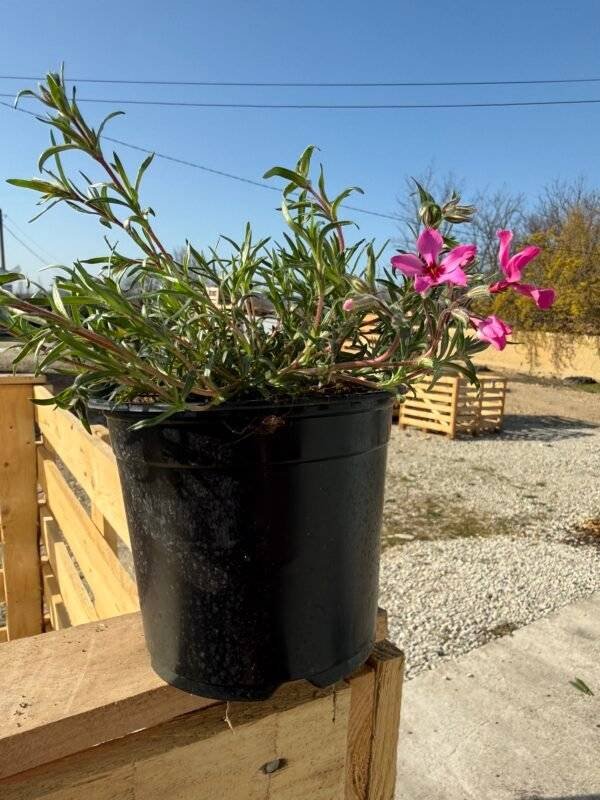 Флокс червен/ Phlox subulata Red Wings