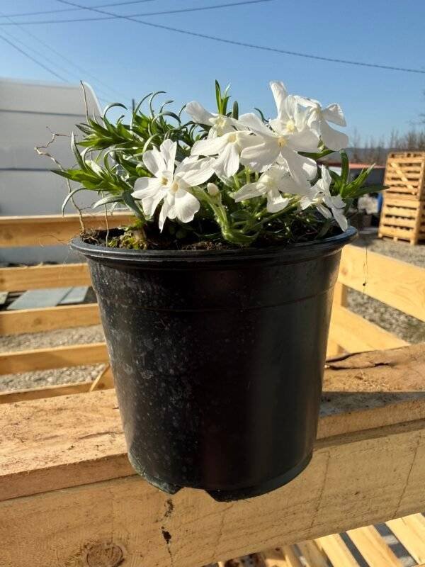 Флокс 'Бяла наслада' / Phlox subulata White Delight