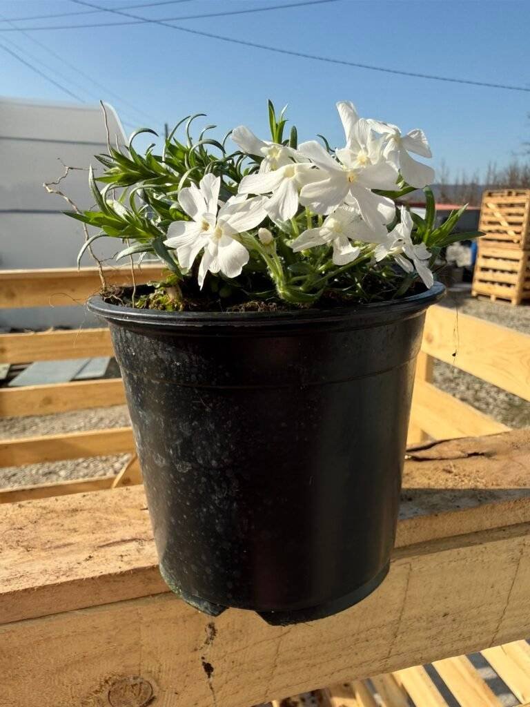 Флокс 'Бяла наслада' / Phlox subulata White Delight