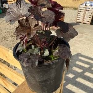 Хойхера/ /Heuchera americana “Palace Purple”