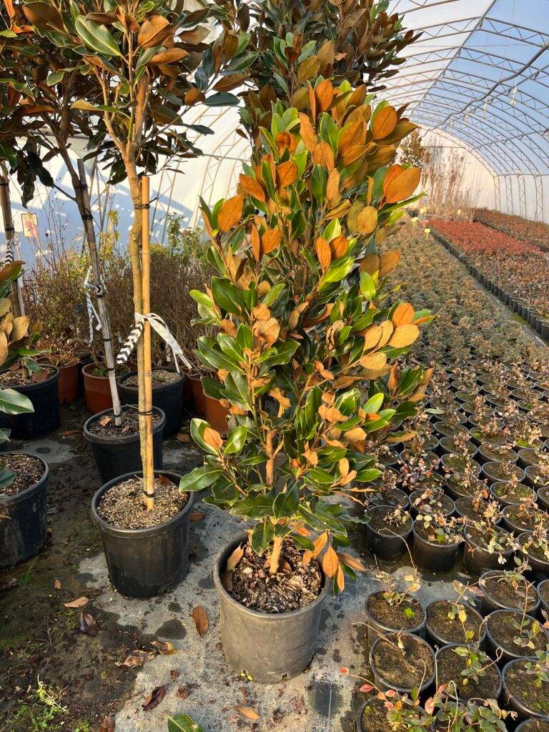 Вечнозелена Магнолия/ Magnolia grandiflora Little Gem 125см-150см