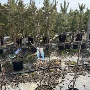 Магнолия Джени/Magnolia 'Genie'/ 100-120см.