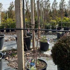 Магнолия Жълта 1м./ Magnolia 'Yellow Lantern'