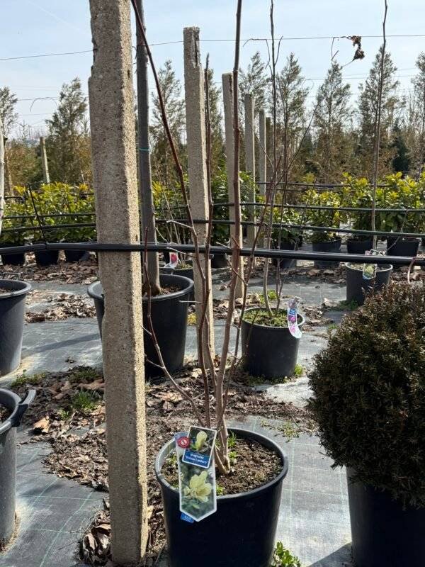 Магнолия Жълта 1м./ Magnolia 'Yellow Lantern'