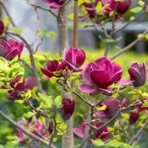 Магнолия Джени/Magnolia 'Genie'/ 100-120см.