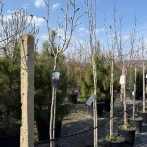 Магнолия Sunrise -дърво