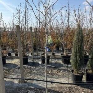 Магнолия Sunsation - дърво/жълт цвят