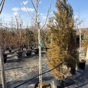 Магнолия Син Опал ('Blue Opal') -дърво