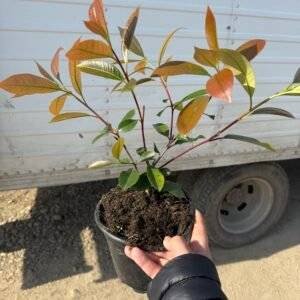 Фотиния Red Robin