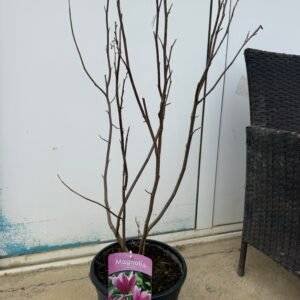 Магнолия Сюзън /Magnolia Susan/