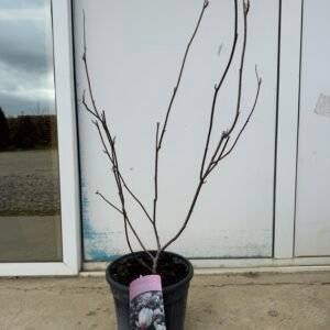 Магнолия 'Soulangeana' 60-80см.