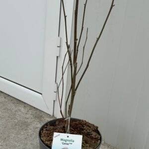 Магнолия Джени/Magnolia 'Genie'/ 50см.