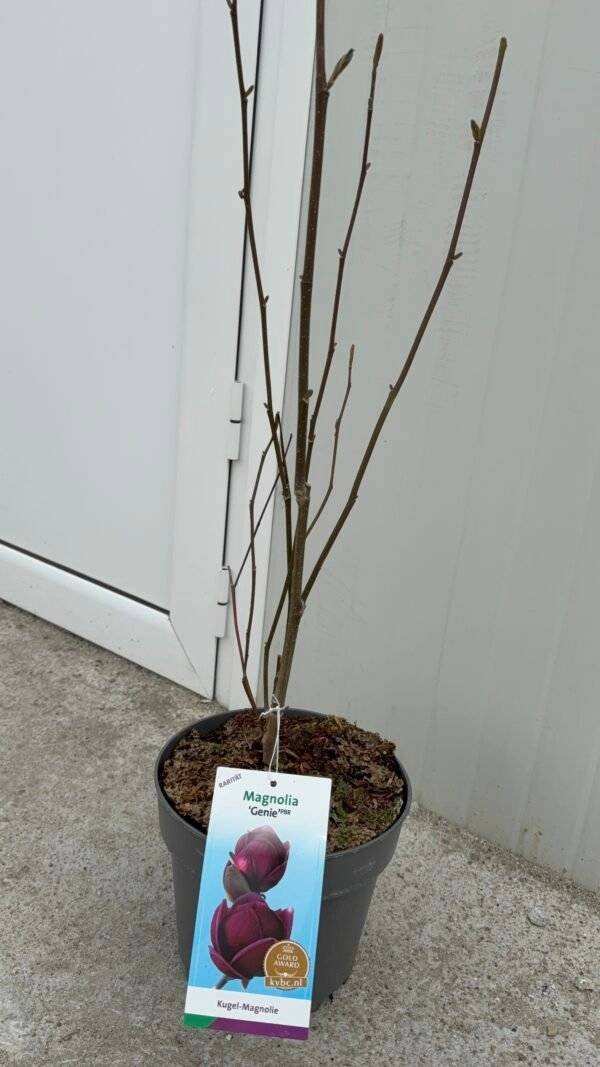 Магнолия Джени/Magnolia 'Genie'/ 50см.