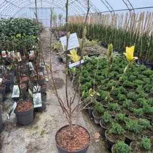 Жълта магнолия / Magnolia 'Daphne