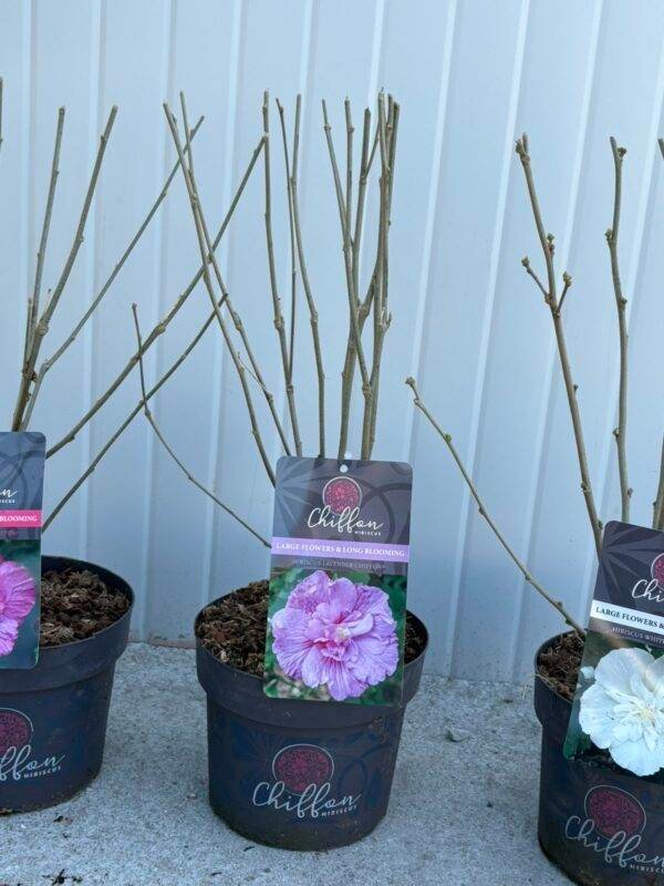 Хибискус сирийски 'Hibiscus lavender Chiffon®'