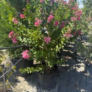 Индийски люляк розов/ Lagerstroemia indica 'Rosea Grassi'