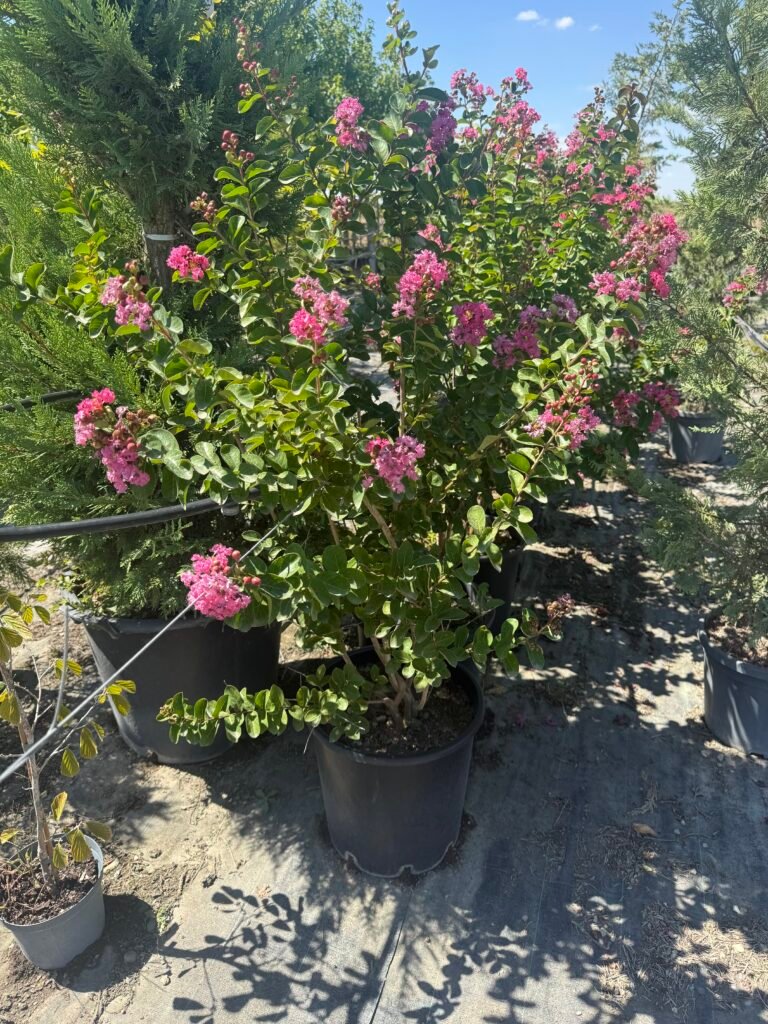 Индийски люляк розов/ Lagerstroemia indica 'Rosea Grassi'