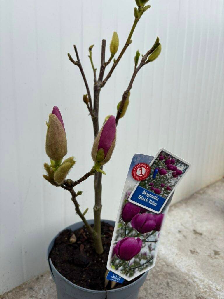 Магнолия Черно Лале (Magnolia 'Black Tulip')