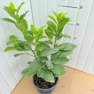 Лавровишна /Prunus laurocerasus "Novita" 50 - 60см.