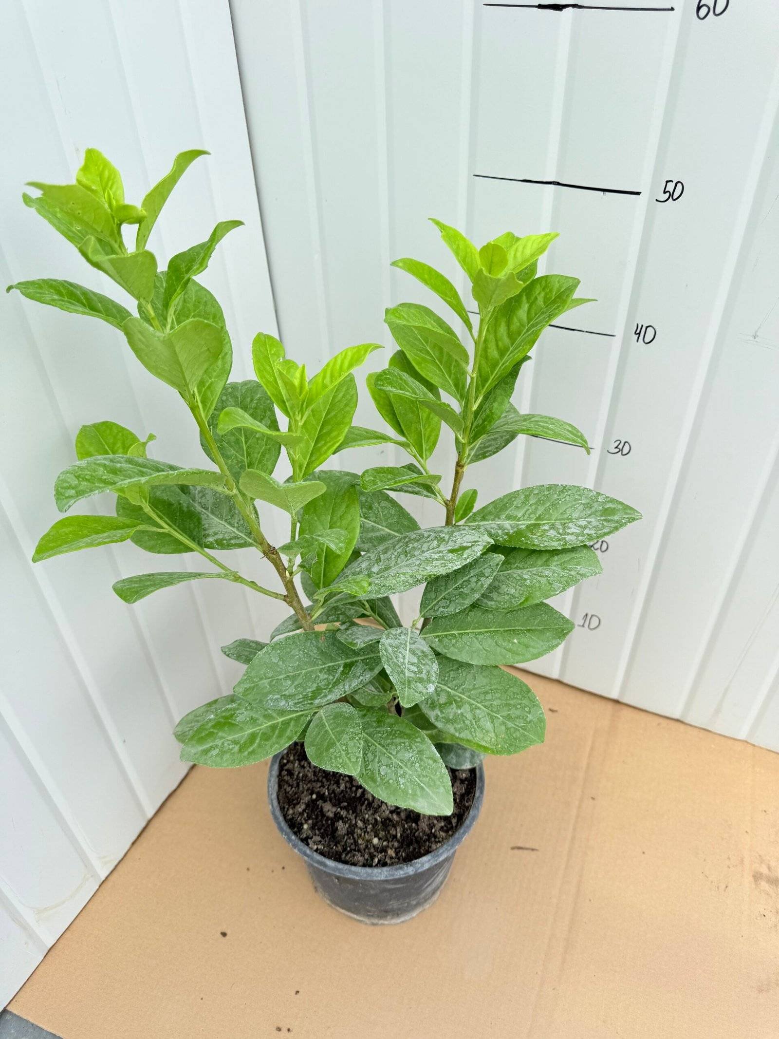 Лавровишна /Prunus laurocerasus "Novita" 50 - 60см.