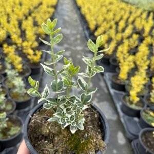 Радиканс зелено-бял/ Euonymus 'Emerald Gaiety'