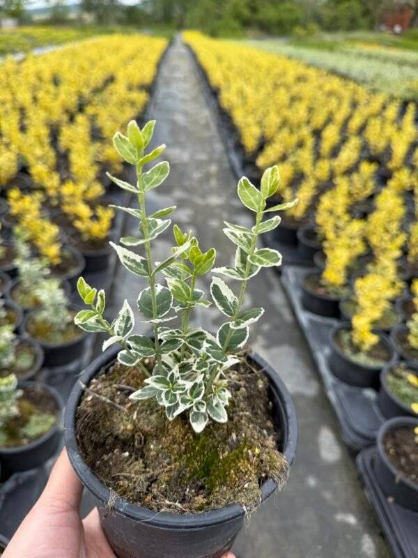 Радиканс зелено-бял/ Euonymus 'Emerald Gaiety'