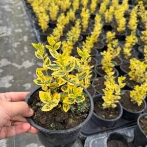 Радиканс жълт/ Euonymus fortunei 'Emerald 'n Gold'