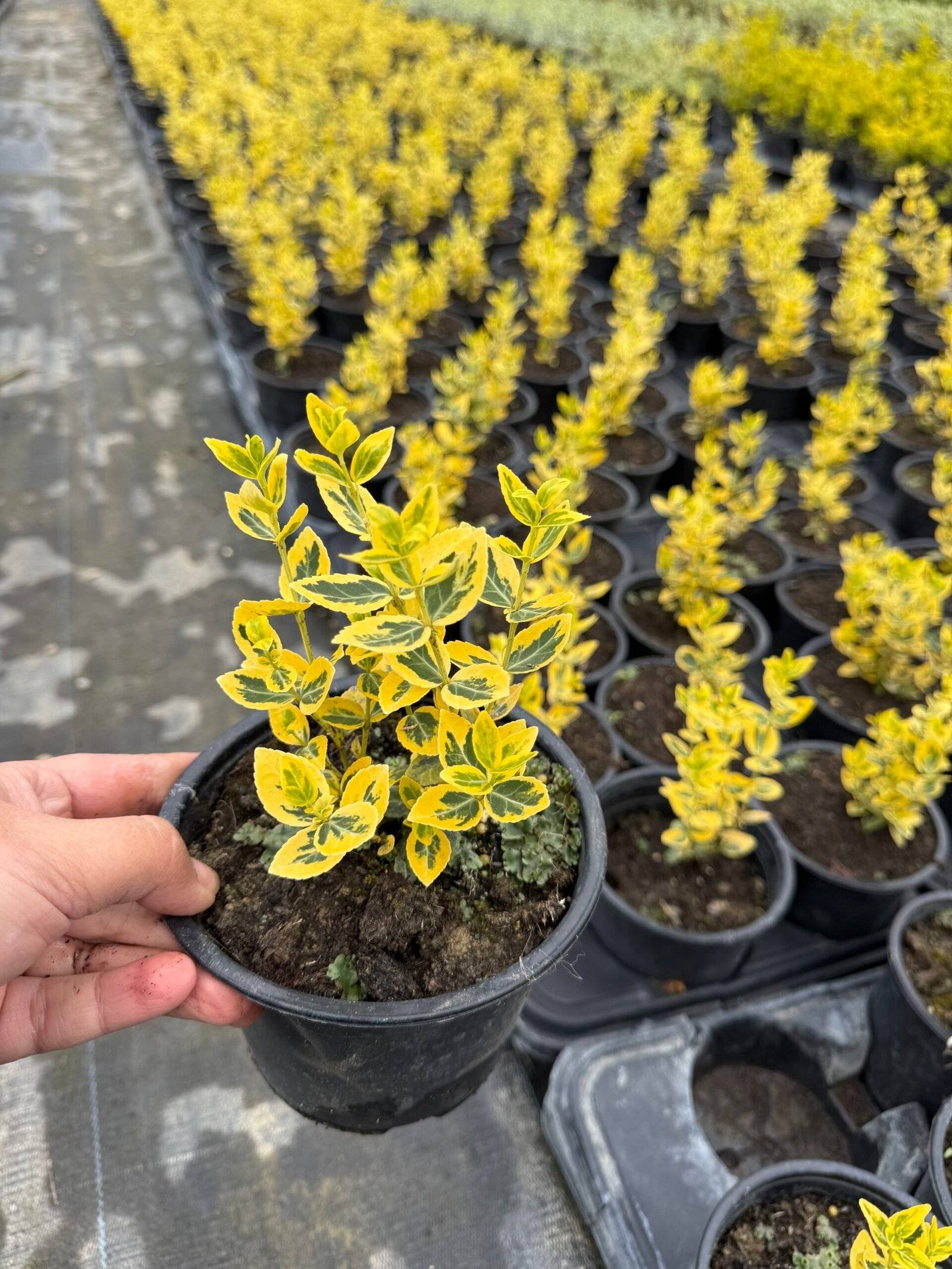 Радиканс жълт/ Euonymus fortunei 'Emerald 'n Gold'