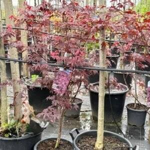 Японски клен тъмночервен/ Acer palm. 'Bloodgood' 100-120
