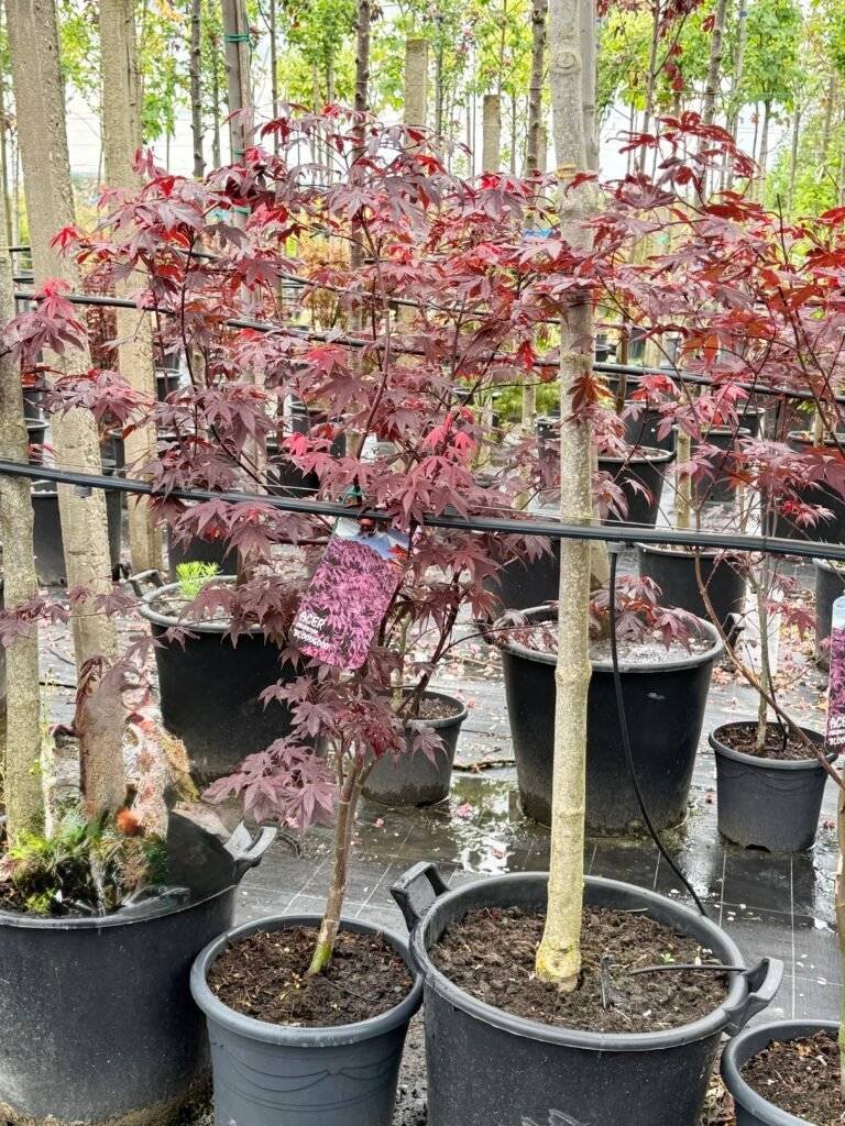 Японски клен тъмночервен/ Acer palm. 'Bloodgood' 100-120