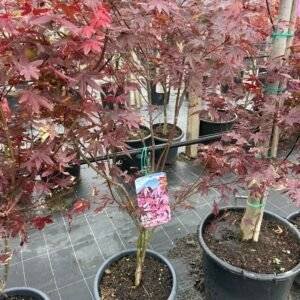 Японски клен червенолистен/ Acer pal. ‘Atropurpureum 80-100см.
