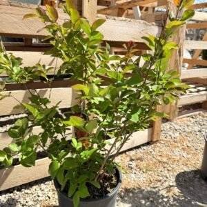 Индийски люляк Динамит/ Lagerstroemia indica Dynamite