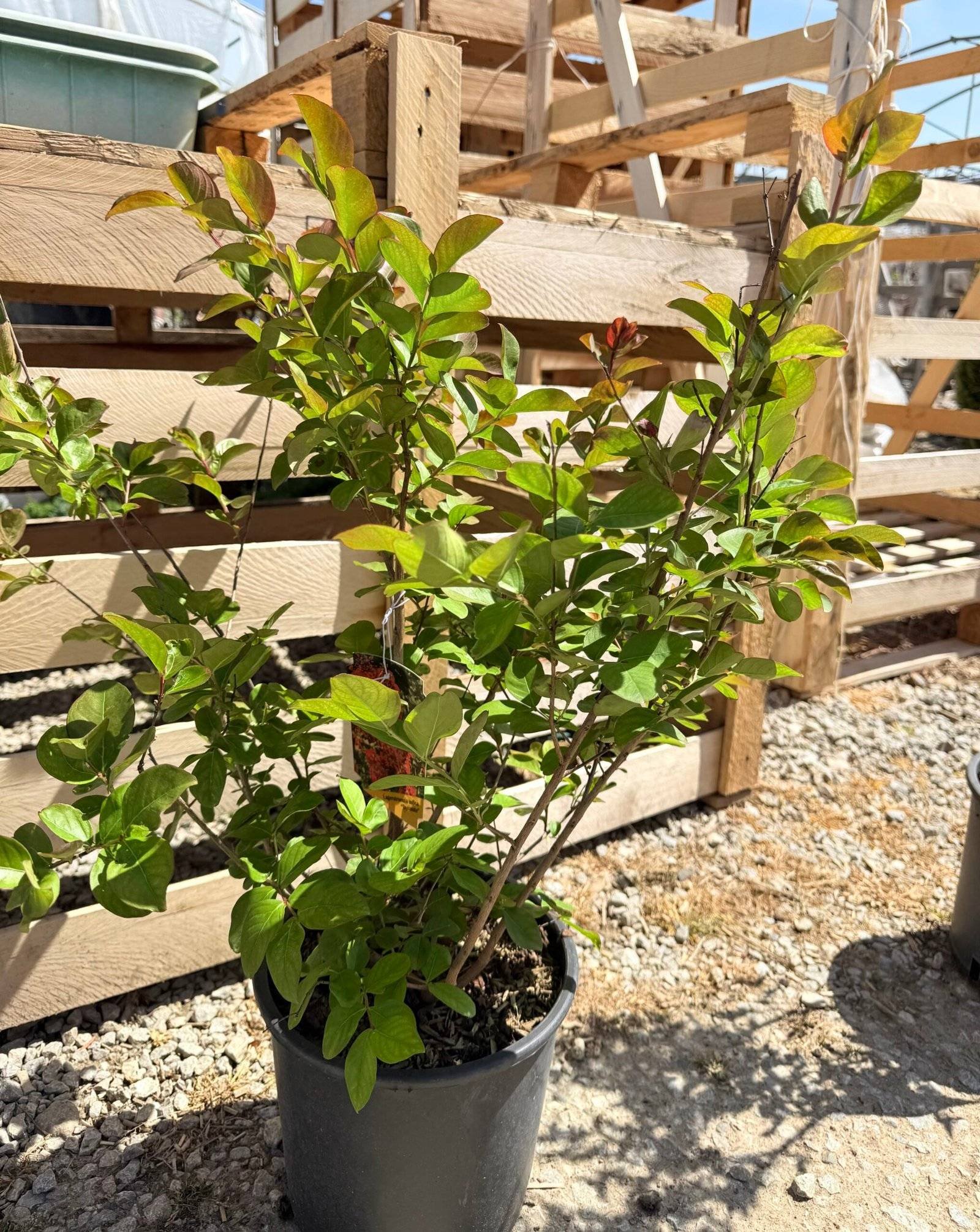 Индийски люляк Динамит/ Lagerstroemia indica Dynamite