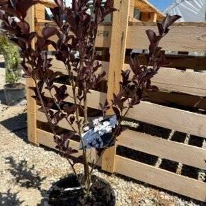 Червенолистен индийски люляк - бял/ Lagerstroemia indica Black Diamond  "Pure White"