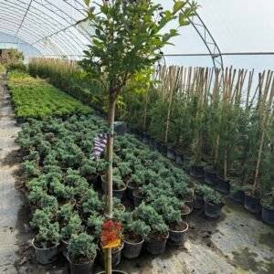 Индийски люляк дърво - червен/ Lagerstroemia indica 'Dynamite'