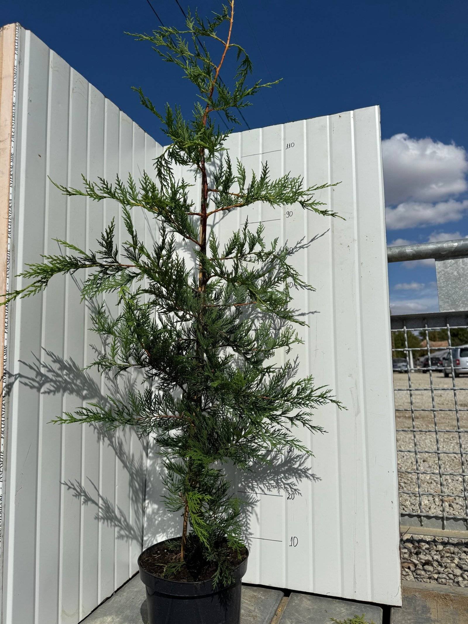 Кипарис Лейланди/ Cupressocyparis leylandii/-80-100см.