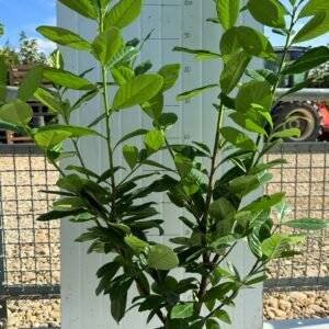 Лавровишна Новита/ Prunus Novita 80-100см.